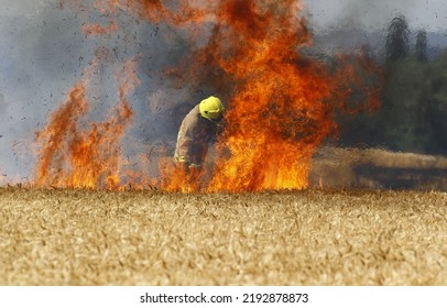 Canterbury, Kent, UK, 22nd August 2022, Wild Fire, Field Of Crops On Fire With Fire Fighter Trying To Extinguish The Flames


.