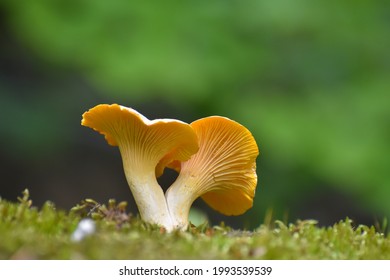 Cantharellus cibarius (allgemein bekannt als Chanterelle, Goldene Chanterelle oder Girolle) Pilz im Wald. Kleine Chanterelle in Moos mit unscharfem Hintergrund