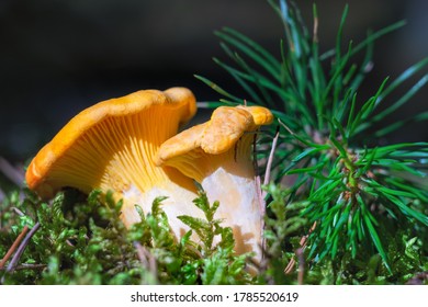 Cantharellus cibarius - edible fungi. Mushrooms in the forest in a natural environment - Shutterstock ID 1785520619
