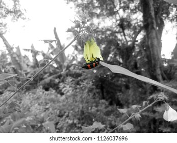 Cantharidin Having Honey In Flower