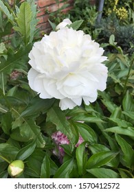 Canton Michigan Spring Time Peonies In Garden