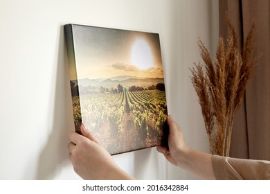 Canvas Print With Gallery Wrap And Dry Grass Interior Decor. Woman Hangs Landscape Photography On White Wall. Hands Holding Photo Canvas Print With Image Of Vineyard