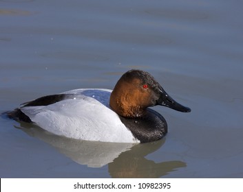 Canvasback Duck