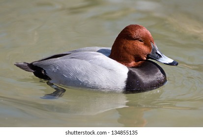 Canvasback Duck