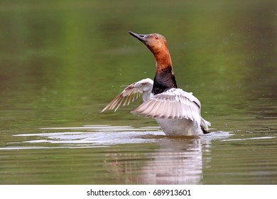 Canvasback Duck