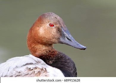 Canvasback Duck