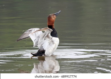 Canvasback Duck