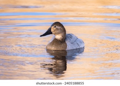 A Canvasback duck hen, viewed from the front, in a light colored golden lake at dusk. Closeup view.