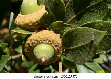 Canyon Live Oak With Mature Acorns