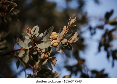 Canyon  Live Oak Tree Branch Close Up With Green Leaves And Acorns.