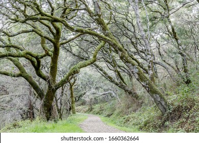 Canyon Live Oak Tree Tunnel At Butano Fire Road. Butano State Park, San Mateo County, California, USA.