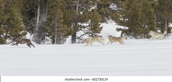 Canyon Pack of wolves running through the snow in Yellowstone National Park.