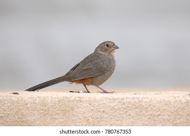 A Canyon Towhee