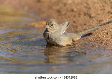 Canyon Towhee Bathing