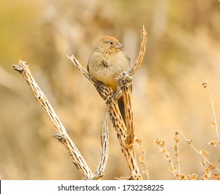 Canyon Towhee Perched On A Cactus