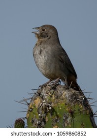 Canyon Towhee Singing