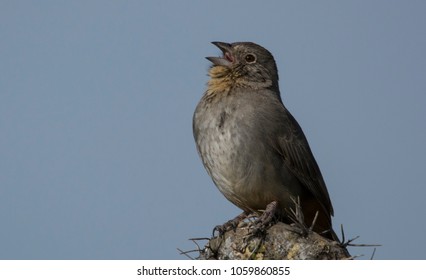 Canyon Towhee Singing