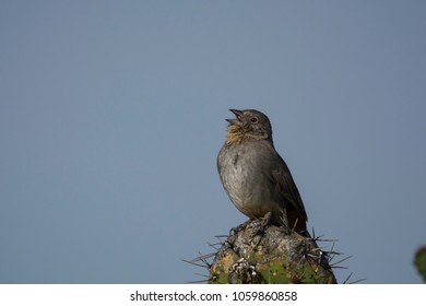 Canyon Towhee Singing