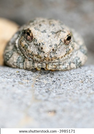 A Canyon Tree Frog staring at the camera. These frogs cling to the rocks and appear catatonic