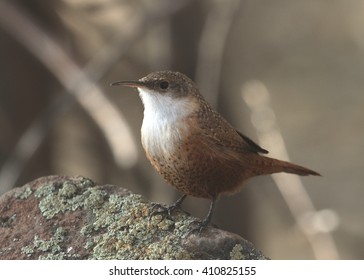 Canyon Wren