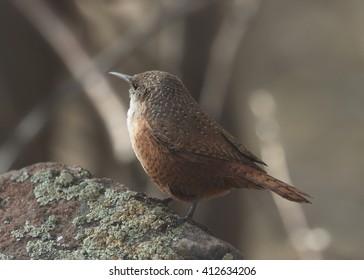 Canyon Wren