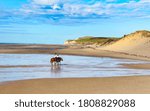 Cap Blanc-nez cliffs in north of France seen from Wissant beach