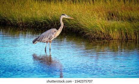 Cap Cod Heron Egret Hunting For Fish