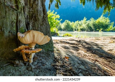 Cap And Stalk Mushrooms At The Base Of A Tree On The Sandy Banks Of The Powell River