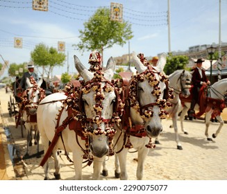 Caparisoned white horses of a horse-drawn carriage at the April Fair, fairs of Andalusia, Spain