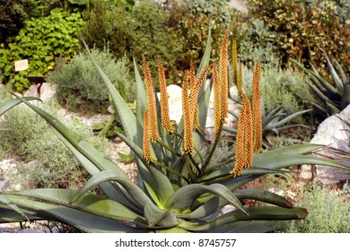 Cape Aloe (Aloe Ferox)