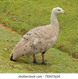 Cape Barren Goose On Maria Island National Park, Near Triabunna, Tasmania, Australia           