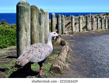 Cape Barren Goose At Phillip Island Victoria