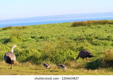 Cape Barron Goose Family On Summerlands, Penguin Parade, Phillip Island, Australia