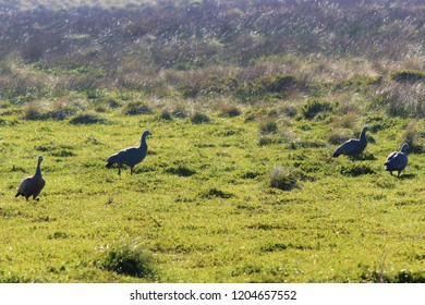 Cape Barron Goose Morning Grazing At Penguin Parade, Phillip Island, Australia