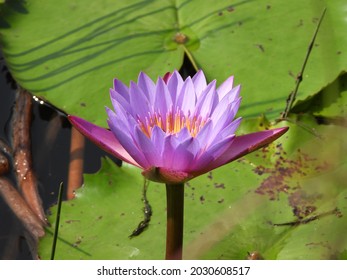 Cape Blue Water Lily Is An Aquatic Flowering Plant Of The Water Lily Family