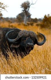 Cape Buffalo