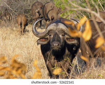 Cape Buffalo