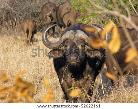 Cape Buffalo