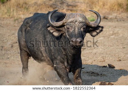 Cape Buffalo bull charging after Lions