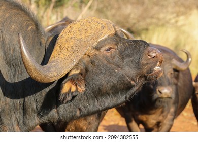 Cape Buffalo Bull With Flehmen Response