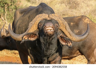 Cape Buffalo Bull With Flehmen Response