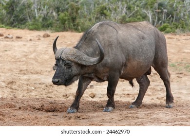 Cape buffalo bull with large curved horns