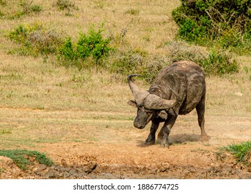 Cape Buffalo charge at the water hole