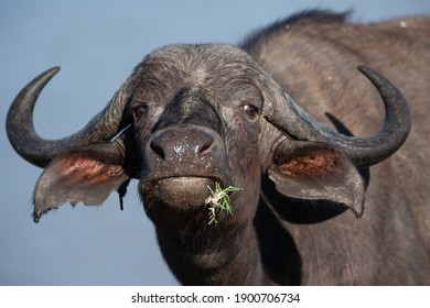 Cape Buffalo cow seen on a safari in South Africa