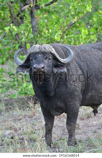 Cape Buffalo in Kruger\
National Park