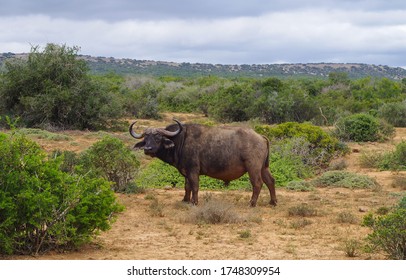 Cape buffalo in the nature reserve in the National Park South Africa