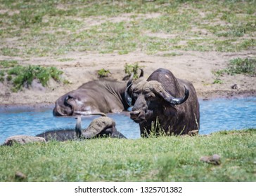 Cape Buffalo Old Boys Club