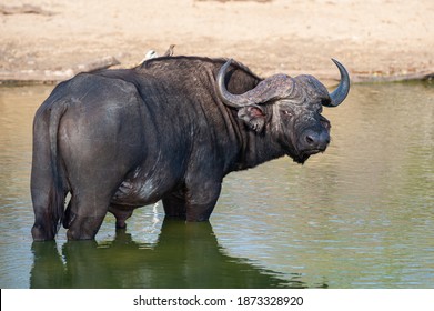 Cape Buffalo Seen On A Safari In South Africa