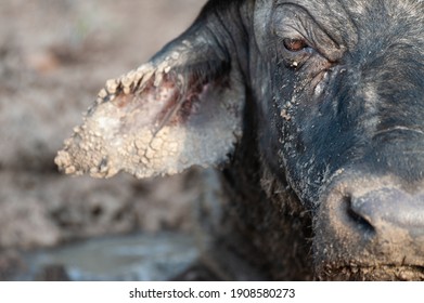 Cape Buffalo Seen On A Safari In South Africa