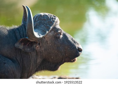 A Cape Buffalo Seen On A Safari In South Africa